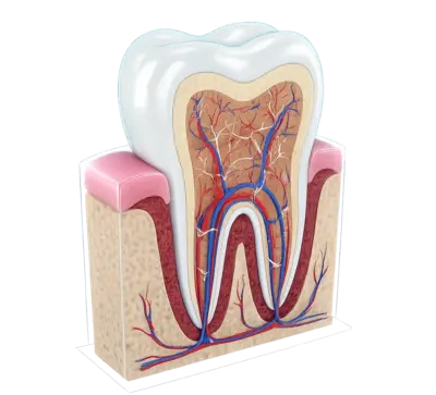 Максимальное сохранение тканей зуба